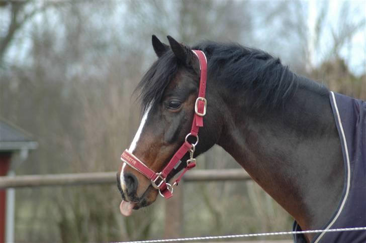 Anden særlig race Zeus SOLGT - "se min flotte tunge!" Zeus på fold januar 2009 billede 5