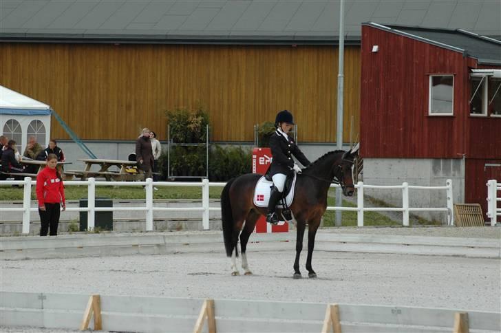 Anden særlig race Zeus SOLGT - Parade i Kür Norge 2008 billede 11