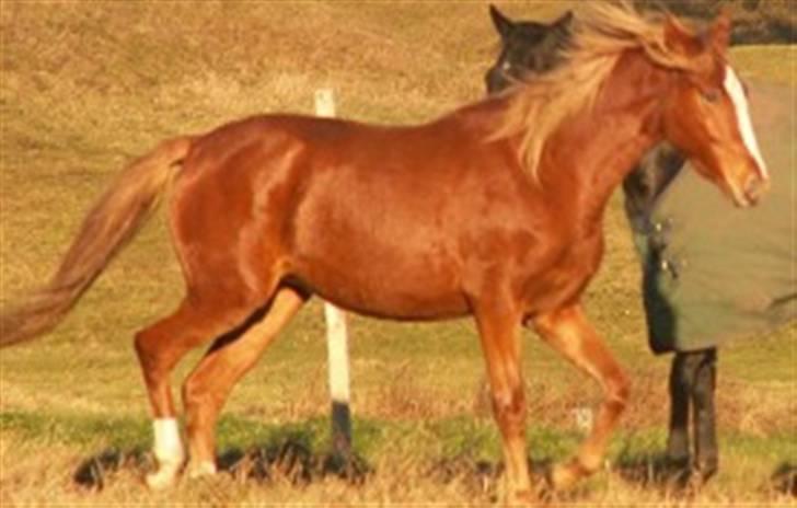 Welsh Partbred (Sec F) Gratia B - Gratia 1½ år gammel på fold billede 10