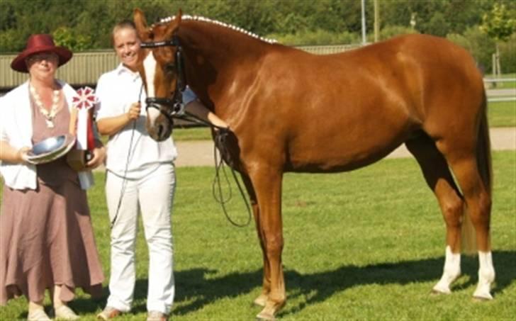 Welsh Partbred (Sec F) Gratia B - Gratia som supreeme champ 2007 sammen med vores datter Anna og den walisiske dommer billede 11