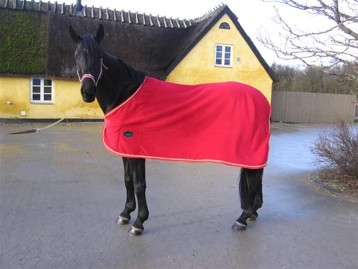 Anden særlig race Nonius-95Malvin *Solgt* - Hele Smukke Nonius <3 billede 10