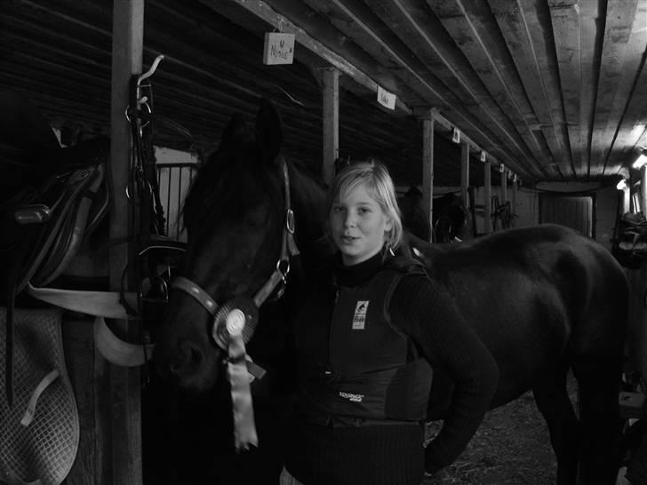 Anden særlig race Nonius-95Malvin *Solgt* billede 11