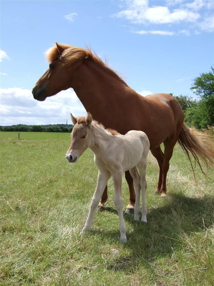Islænder Freja fra Højbjerg - Freja en dag gammel med mor Kvika billede 1