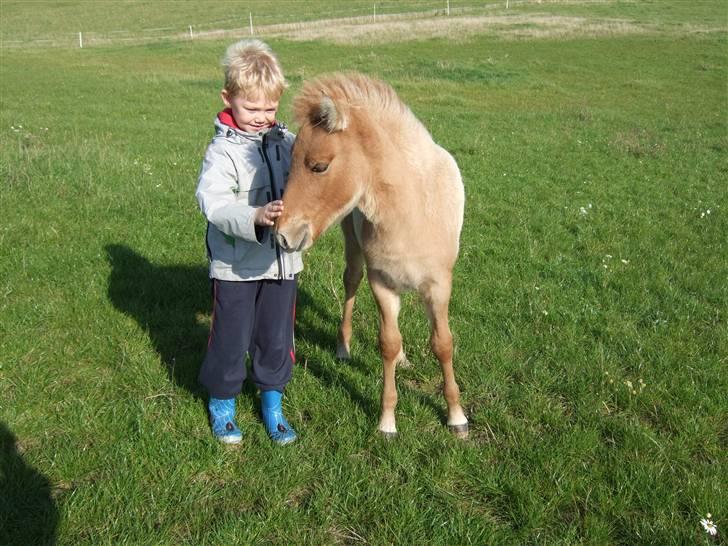 Islænder Freja fra Højbjerg - Mikkel nusser Freja, 16. sept 07. billede 3