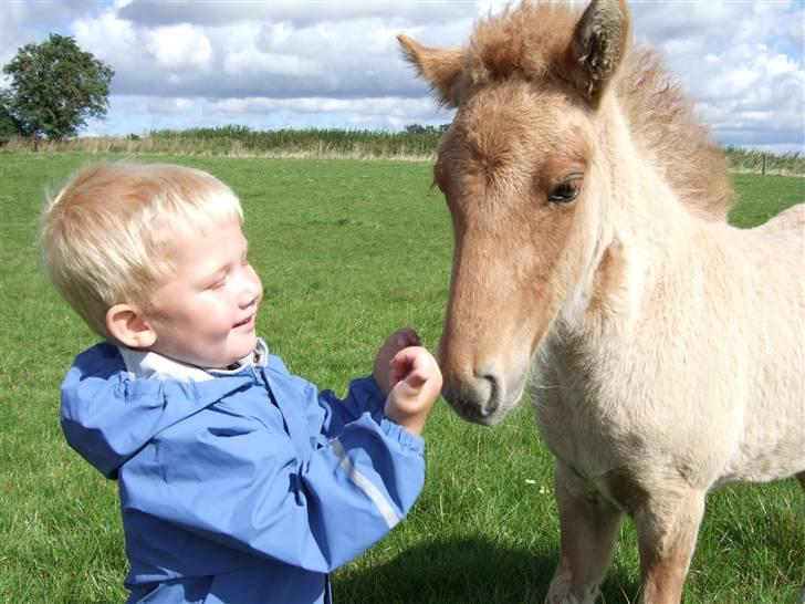 Islænder Freja fra Højbjerg - Sebastian hilser på Freja 26. aug 07. billede 4