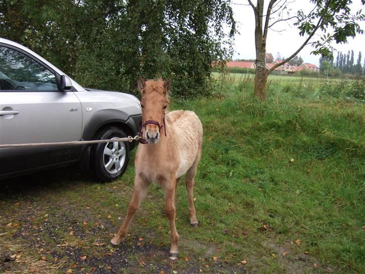 Islænder Freja fra Højbjerg - Alle ben solidt på jorden, det er lidt farligt at være på følskue! 30. sept 07 billede 6