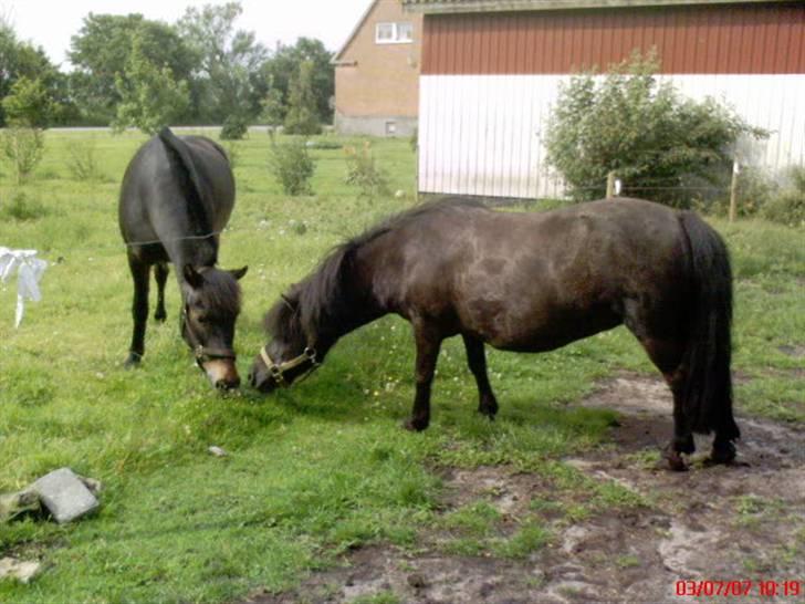 Shetlænder Dolly billede 3