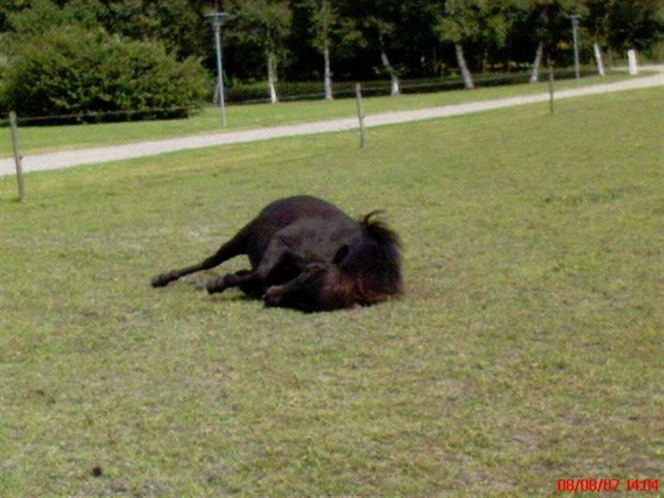 Shetlænder Dolly billede 4