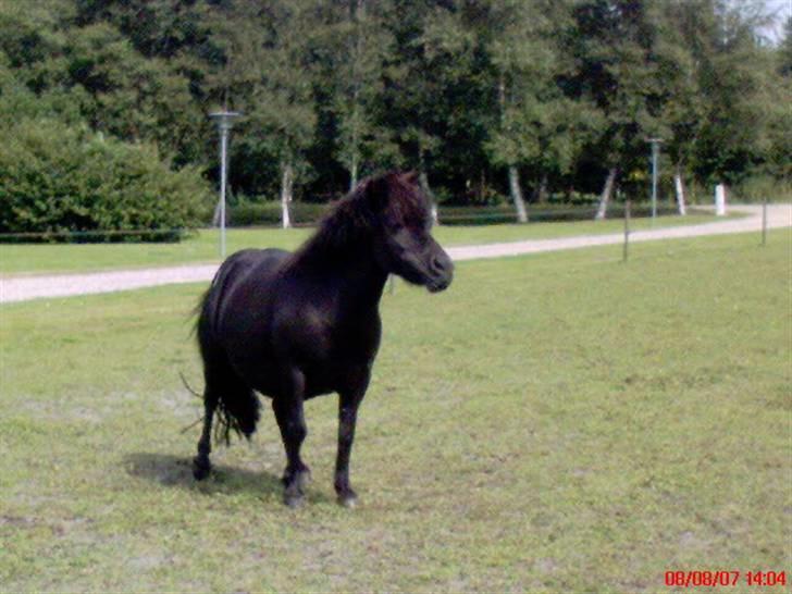 Shetlænder Dolly billede 5