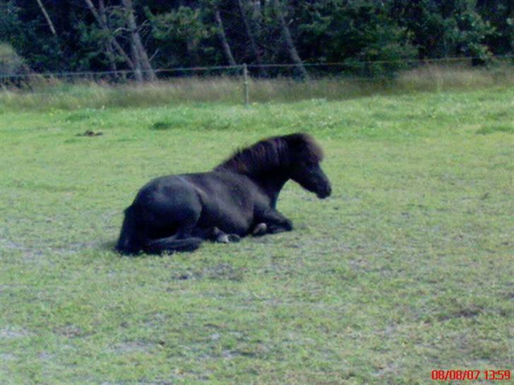 Shetlænder Dolly billede 6