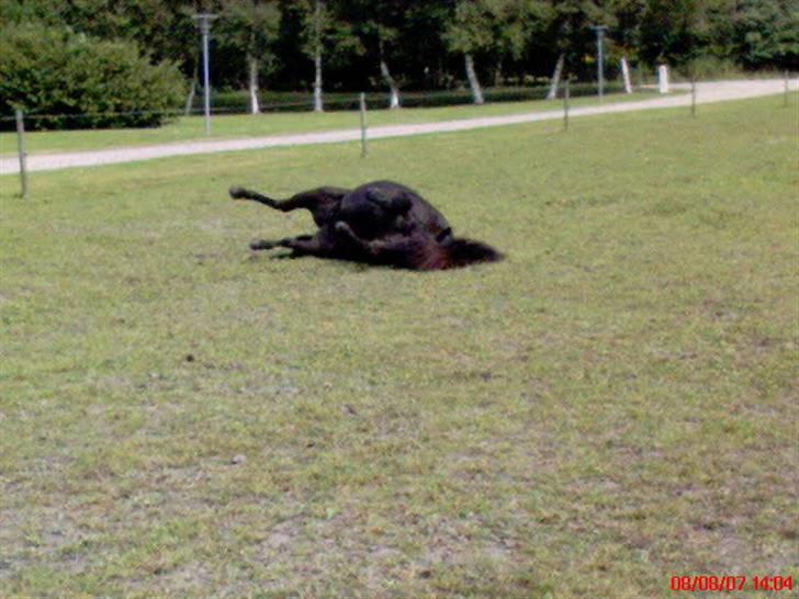 Shetlænder Dolly billede 7