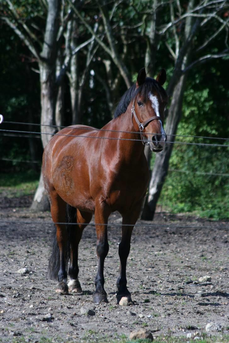 Anden særlig race Nannok - Nannok på fold :D billede 17
