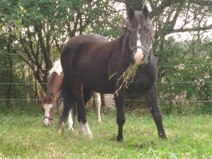 Anden særlig race Blackie - Blackie i Æblehaven billede 6