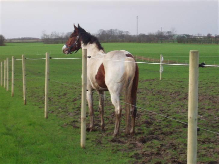 Pinto Awatuyi - Awatuyi tjekker de nye forhold ud billede 2