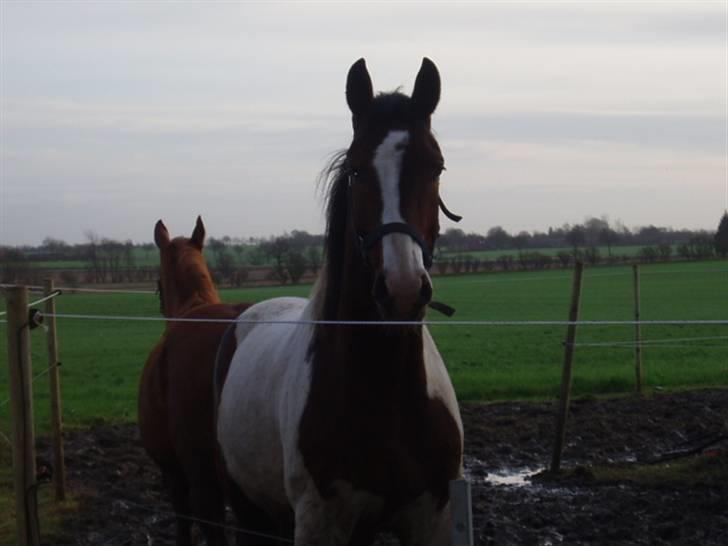 Pinto Awatuyi - Hej hej... billede 3