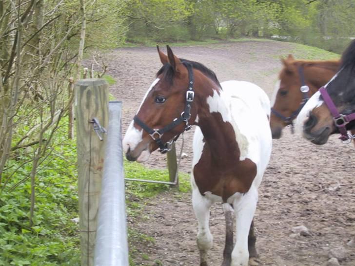Pinto Awatuyi - Awatuyi 2 år gammel billede 4