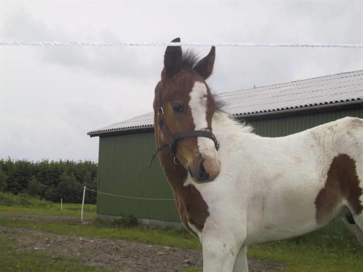 Pinto Awatuyi - Lille Awatuyi billede 5