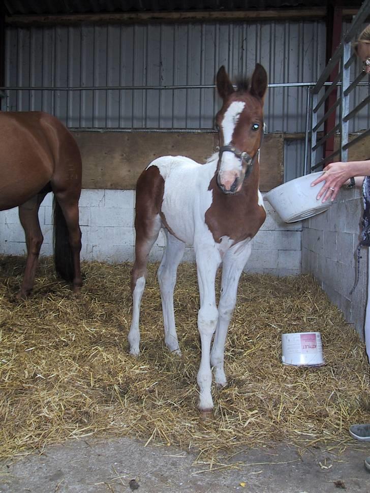 Pinto Awatuyi - Sulten lille fyr billede 6