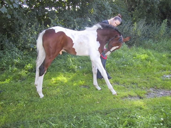 Pinto Awatuyi billede 7