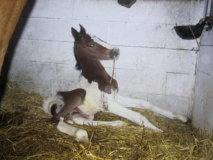 Pinto Awatuyi - Det allerførste billede af Awatuyi.. få timer gammel billede 8