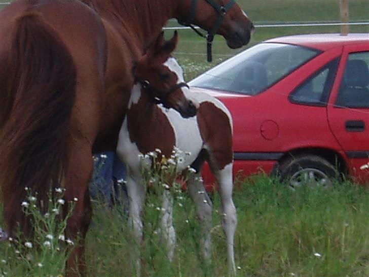 Pinto Akayan Egesminde - Første dag på den store fold billede 2