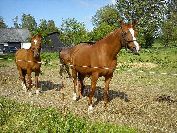 Arabisk fuldblod (OX) Bahia bint abhat ox - Sommer Maj 2011 billede 11
