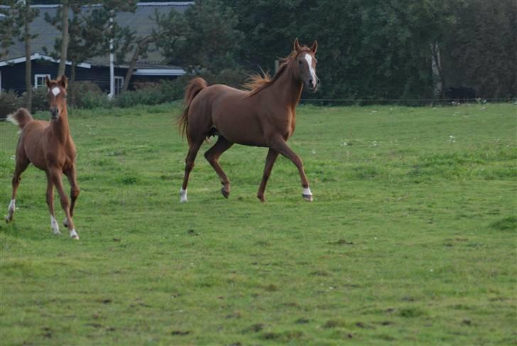 Arabisk fuldblod (OX) Bahia bint abhat ox - Bahia Bint Abhat og (føl) Mudafir 2007 - Foto: Betina Nielsen billede 7