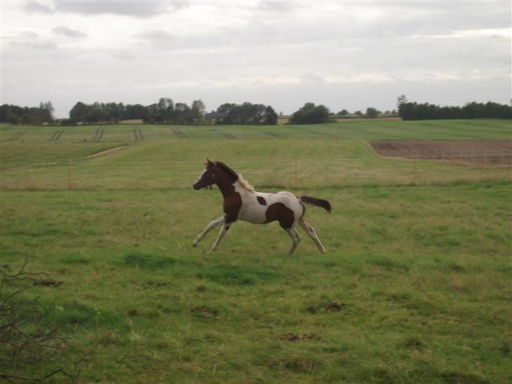 Pinto Akayan Egesminde billede 6