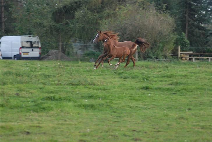 Arabisk fuldblod (OX) Bahia bint abhat ox - Bahia Bint Abhat og (føl) Mudafir 2007 -  Foto: Betina Nielsen billede 8