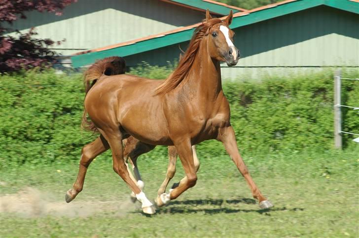Arabisk fuldblod (OX) Bahia bint abhat ox - Bahia Bint Abhat 2006 - Foto: Betina Nielsen billede 4