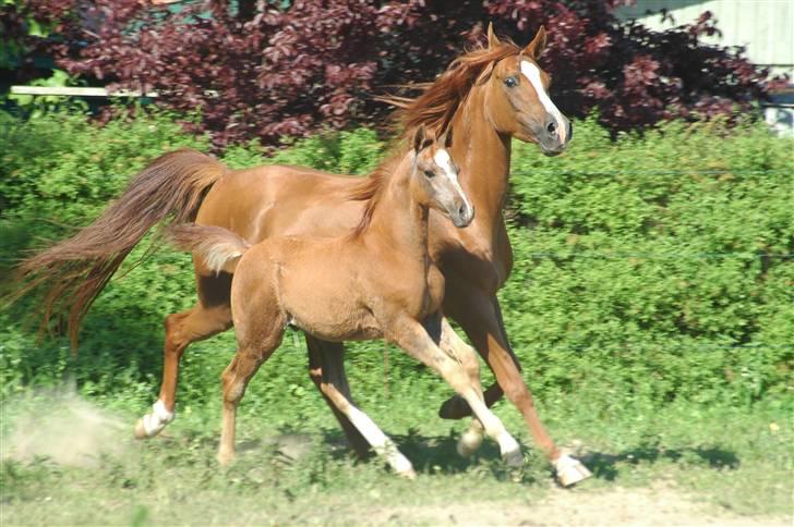 Arabisk fuldblod (OX) Bahia bint abhat ox - Bahia Bint Abhat og (føl) Bariz El Antines 2006 - Foto: Betina Nielsen billede 5