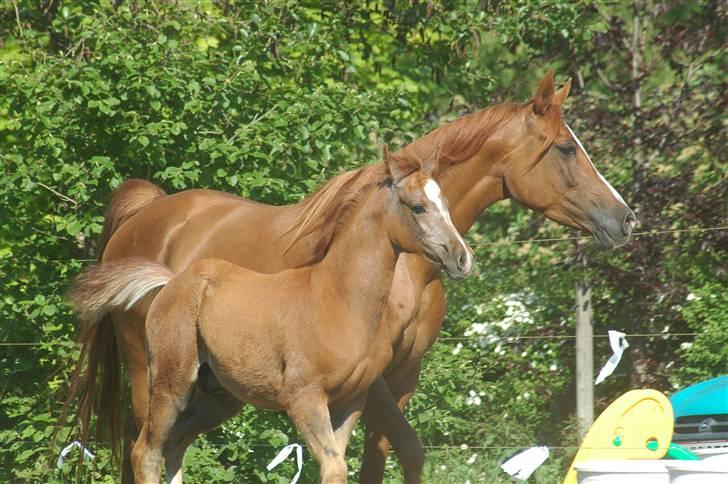 Arabisk fuldblod (OX) Bahia bint abhat ox - Bahia Bint Abhat og (føl) Bariz El Antines 2006 - Foto: Betina Nielsen billede 6
