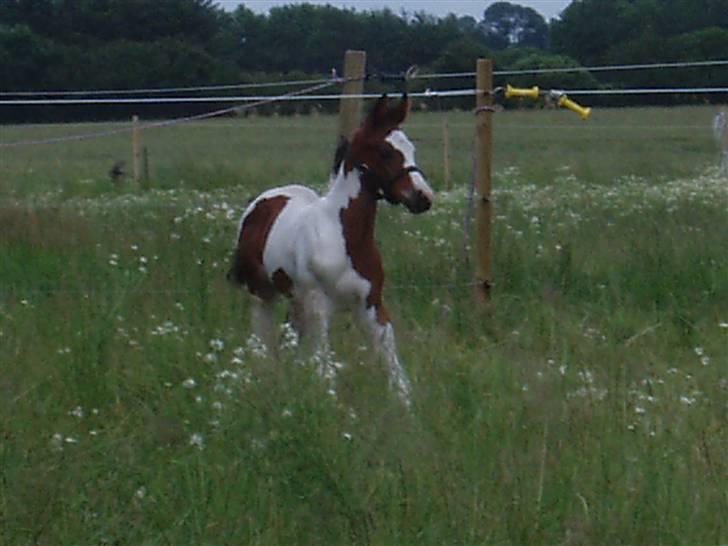 Pinto Akayan Egesminde billede 7