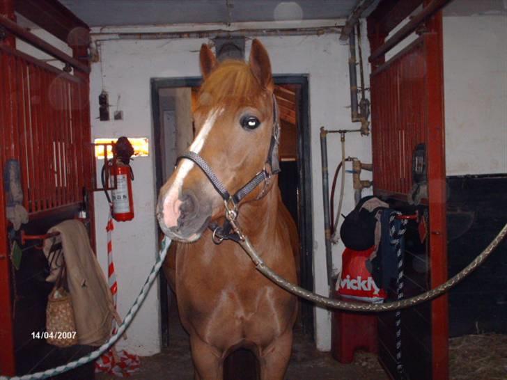 New Forest Wendy - udlånt :D - her står wendy så på staldgangen billede 9
