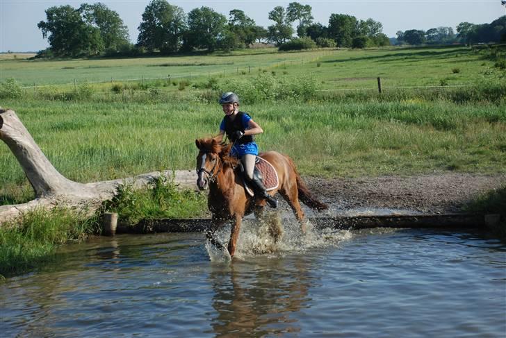 New Forest Wendy - udlånt :D - Military træning på Søborggård - ned i vand :D gjorde det i første forsøg <33 billede 10