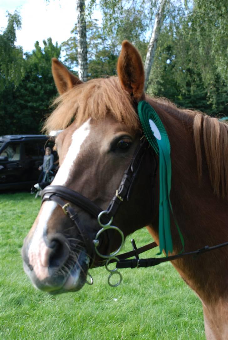 New Forest Wendy - udlånt :D - Wendy med sin 4 plads til holdspringningen i parken billede 11