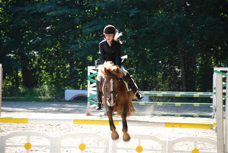 New Forest Wendy - udlånt :D - over gul spring til holdspringning i parken billede 12