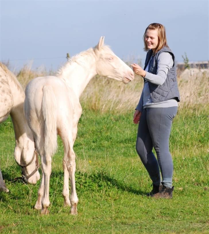 Palomino Mr. SnowFlake *SOLGT* - Snowflake og min veninde Christina billede 17