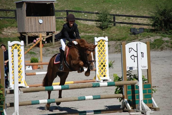 New Forest Wendy - udlånt :D - stævne på egene billede 13