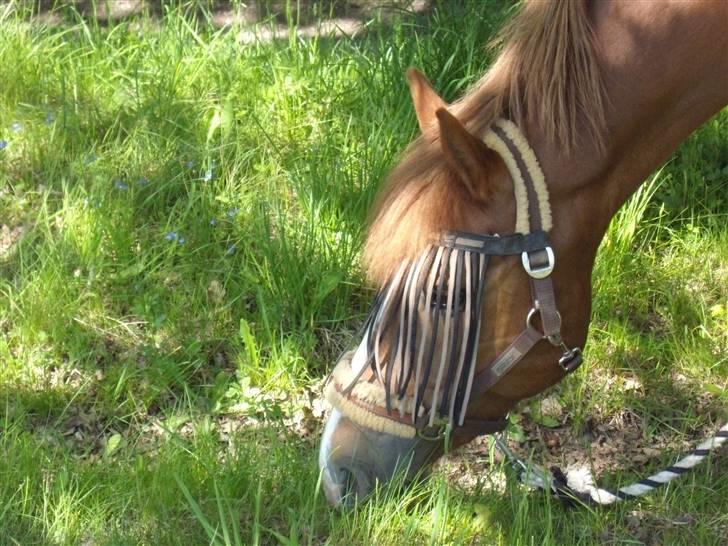 New Forest Wendy - udlånt :D - Wendy der græsser :D billede 14