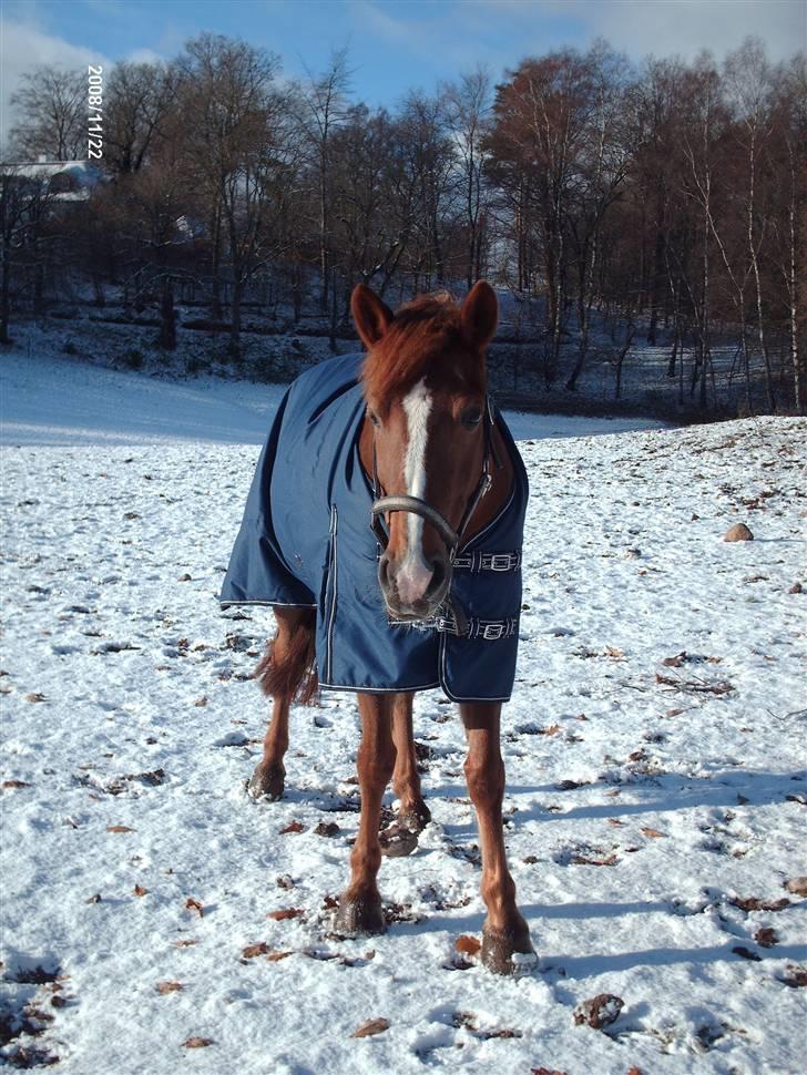 New Forest Wendy - udlånt :D - Den glade mus i sneen <3 billede 15