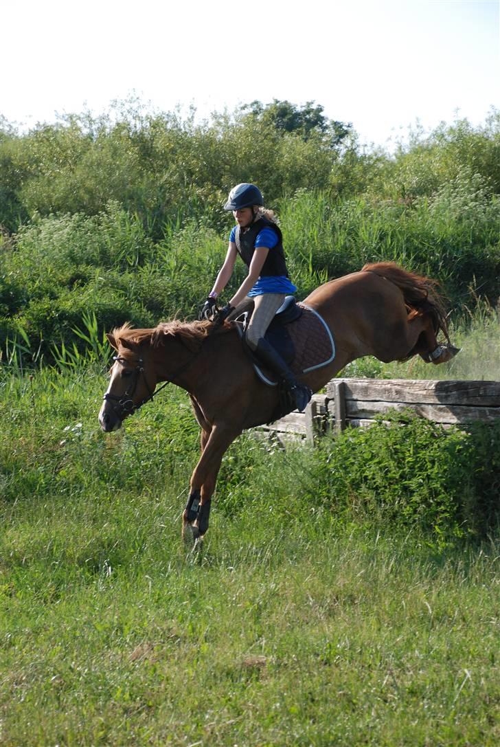 New Forest Wendy - udlånt :D - Military træning på Søborggård - ned af :D billede 16