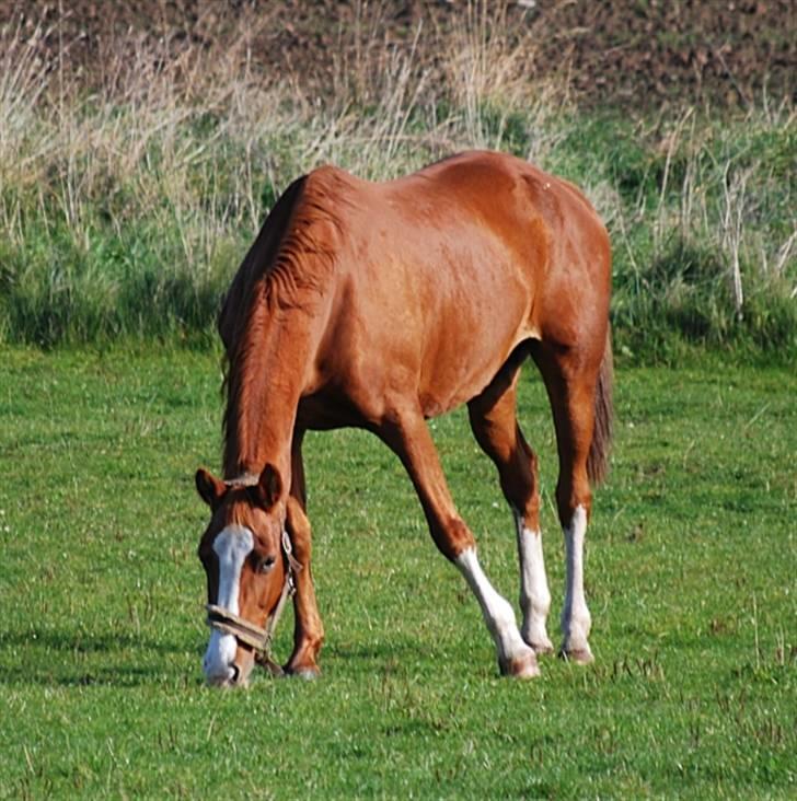 Dansk Varmblod MAKI. *SOLGT* billede 6