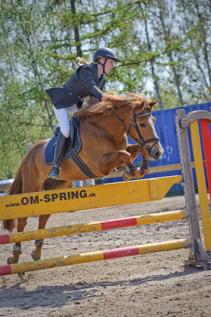 New Forest Wendy - udlånt :D - Den lille springer <33 billede 17