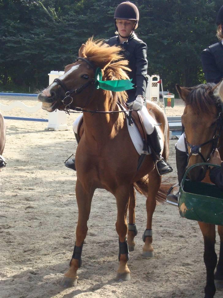 New Forest Wendy - udlånt :D - SMIL ! !  billede 18