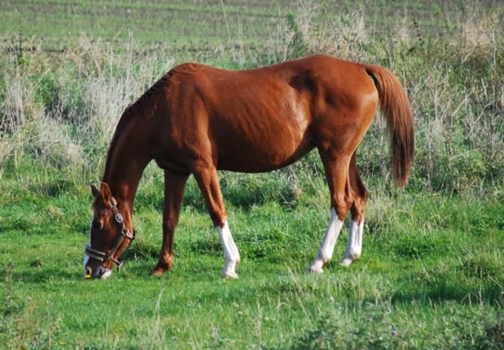 Dansk Varmblod MAKI. *SOLGT* billede 8