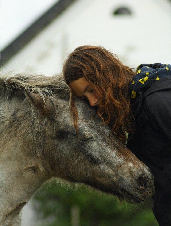 Knabstrupper Chanel billede 9