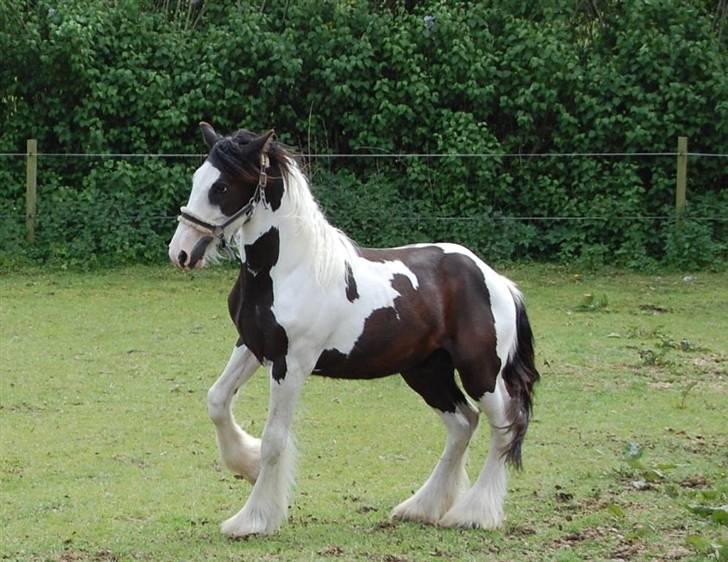 Irish Cob Møllens Mr. O'Sully*SOLGT - sååå smuk! billede 1