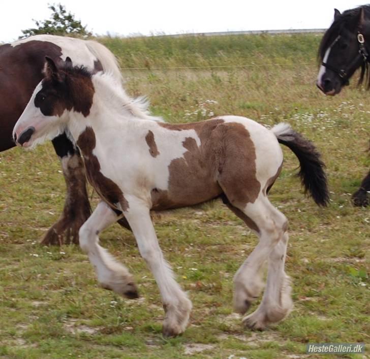 Irish Cob Møllens Mr. O'Sully*SOLGT - så skal han lige føre sig lidt frem:D billede 2