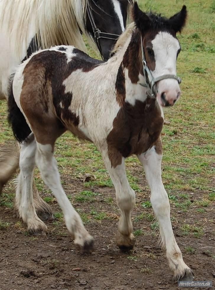 Irish Cob Møllens Mr. O'Sully*SOLGT - bandit:P billede 3